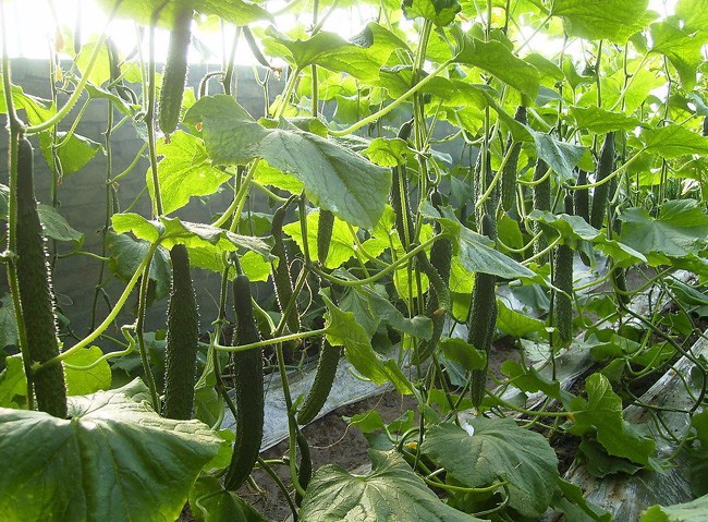 黄瓜种植基地