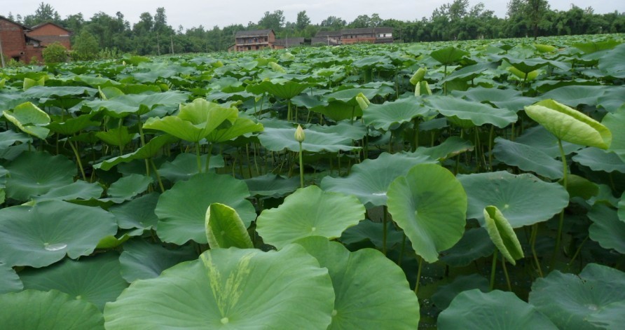 莲藕种植基地